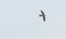 DSC07499 Himalayan Swiftlet @ San Tin.jpg