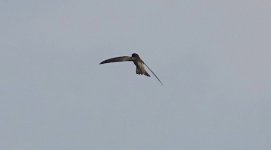 DSC07517 Himalayan Swiftlet @ San Tin.jpg