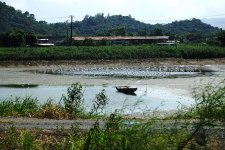 DSC07728 Egrets on Drained Pond @ San Tin.jpg