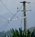 DSC07703 Whiskered Terns @ San Tin.jpg