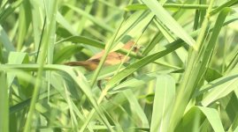 IMG_1339 Manchurian Reed Warbler @ San Tin.jpg