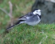 Wagtail - Cornwall Tintagel - 20Oct05 - 03-506 orig copy.jpg