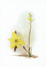 Bulbine glauca ABCY.jpg