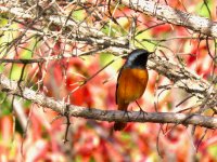 Daurian Redstart.jpeg