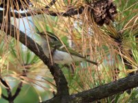 Pallas's Leaf Warbler.jpeg