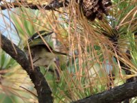 Pallas's Leaf Warbler (1).jpeg