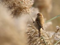 Chinese Penduline Tit.jpeg