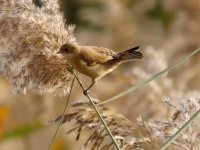 Chinese Penduline Tit (1).jpg