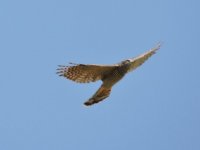 Goshawk 2.jpg