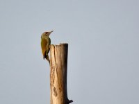 Grey-Headed Woodpecker.jpeg