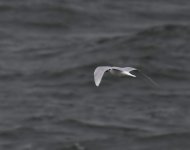 Med Gull_Girdle Ness_171020a.jpg