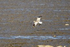 Eurasian Curlew.jpeg