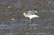 Eurasian Curlew (2).jpeg