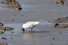 Saunder's Gull (3).jpeg