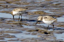 Dunlin.jpeg