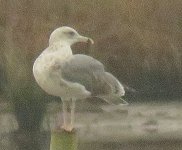 46366Gull.JPG