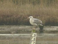 46367Gull.JPG