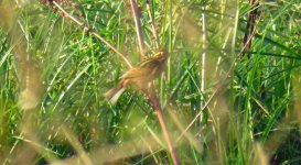 Escrevedeira-dos-caniços (Emberiza schoeniclus).jpg