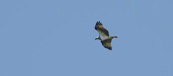 DSC07815.JPG Osprey @ San Tin.jpg