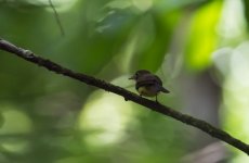 Whiskered Myiobius (Flycatcher).jpg