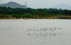 DSC07831 Whiskered terns @ San Tin.jpg