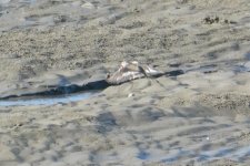 cropped P1001628 maybe sanderling.jpg