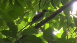 light-vented bulbul 2.jpg