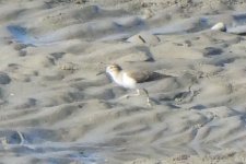 cropped P1001627 what shorebird.jpg