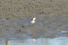 cropped P1001612 white wagtail what ssp.jpg