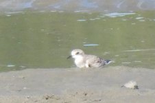 cropped P1001622 believe lesser sand plover.jpg