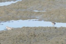 lesser sand plover and other.jpg