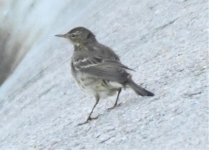 Pipit1.jpg