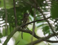 Eye-ringed Flatbill.jpg