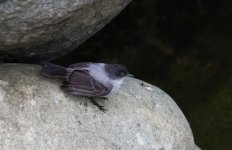 Torrent Tyrannulet.jpg