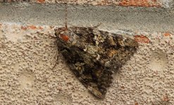 07 Dark Crimson Underwing 005.jpg