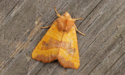 19 Centre-barred Sallow 001.jpg