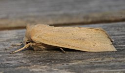 20 Large Wainscot 001.jpg