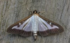 25 Box-tree Moth 001.jpg