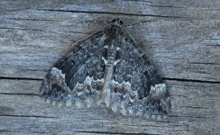 26 Common Marbled Carpet 001.jpg