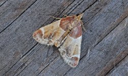 29 Meal Moth 001.jpg