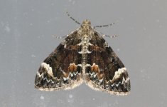 Dark Marbled Carpet (2011) upperside forewing.JPG