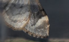 Dark Marbled Carpet (2011) underside forewing.JPG