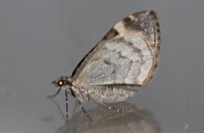 Dark Marbled Carpet (2011) underside hindwing.JPG