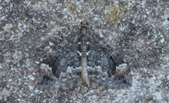 Common Marbled Carpet (2020) upperside forewing.jpg