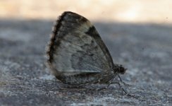 Common Marbled Carpet (2020) underside hindwing.JPG