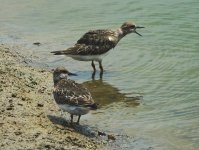 DSC07373 Ruddy Turnstone @ San Tin.jpg