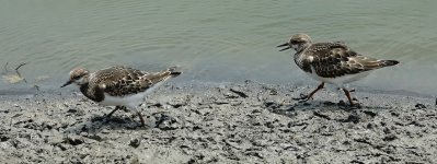 DSC07396 Ruddy Turnstone @ San Tin.jpg