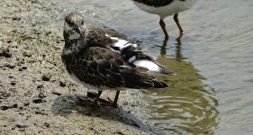 DSC07377. Ruddy Turnstone @ San Tin.jpg