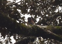 Red-chested Owlet.jpg