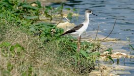 DSC07870 Black-winged Stilt @ San Tin.jpg